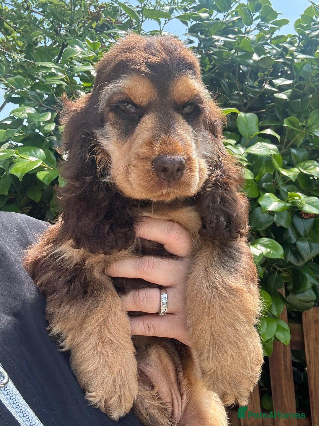 Cocker Spaniel dogs for sale: Gorgeous Tatty is seeking a fantastic family  - Image 7
