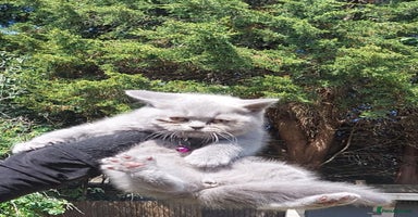 British Shorthair cats in Dudley - Advert 2