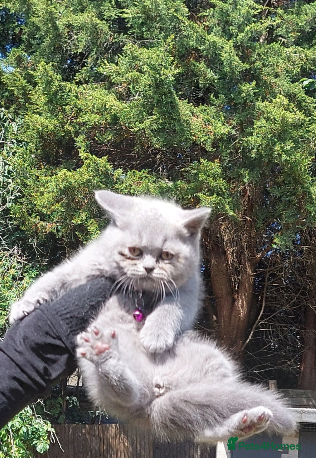 British Shorthair cats for sale: 💥CHAMPION💥SIRED💥🏆FEMALE😍🔥 in Dudley - Image 1