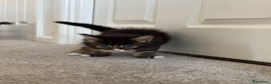 Maine Coon 3