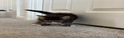 Maine Coon cats for sale: Beautiful Maine Coon kittens looking for new home - Advert 21