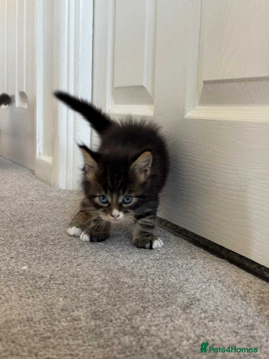 Maine Coon cats for sale: Beautiful Maine Coon kittens looking for new home - Advert 21