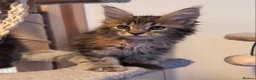Maine Coon cats for sale: Maine Coon active kittens  - Advert 4