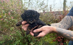 Cavapoo dogs for sale: 2 adorable male Cavapoo Puppies ! 🐾 - Image 18