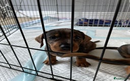 Dachshund dogs for sale: 5 dachshund puppies - Image 7