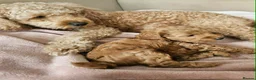Cockapoo dogs for sale: Beautiful Cockapoo Puppies-Ready for Loving Homes in Southampton - Advert 7