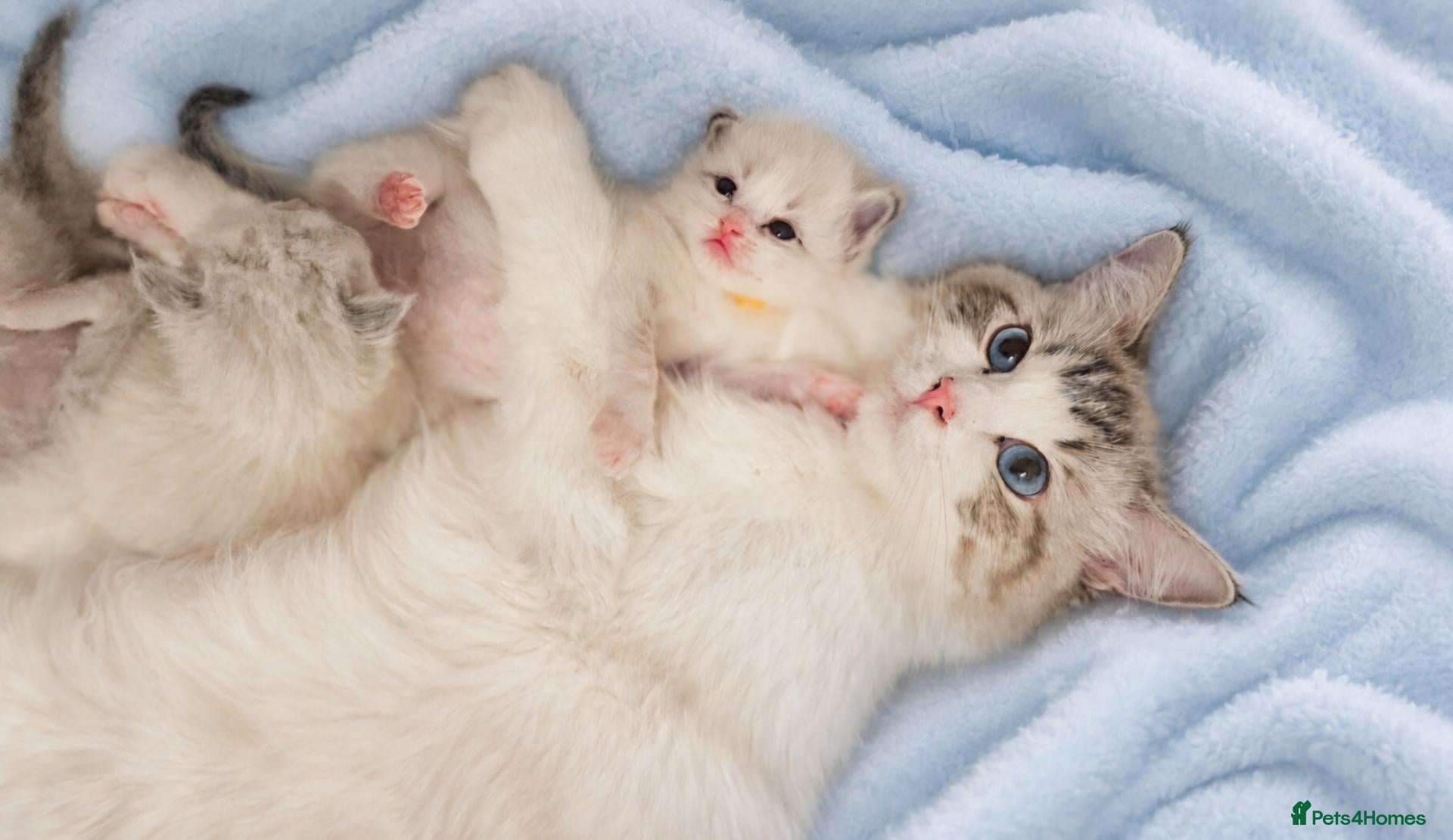 Ragdoll cats for sale:  GCCF Pedegree Ragdolls - Advert 1