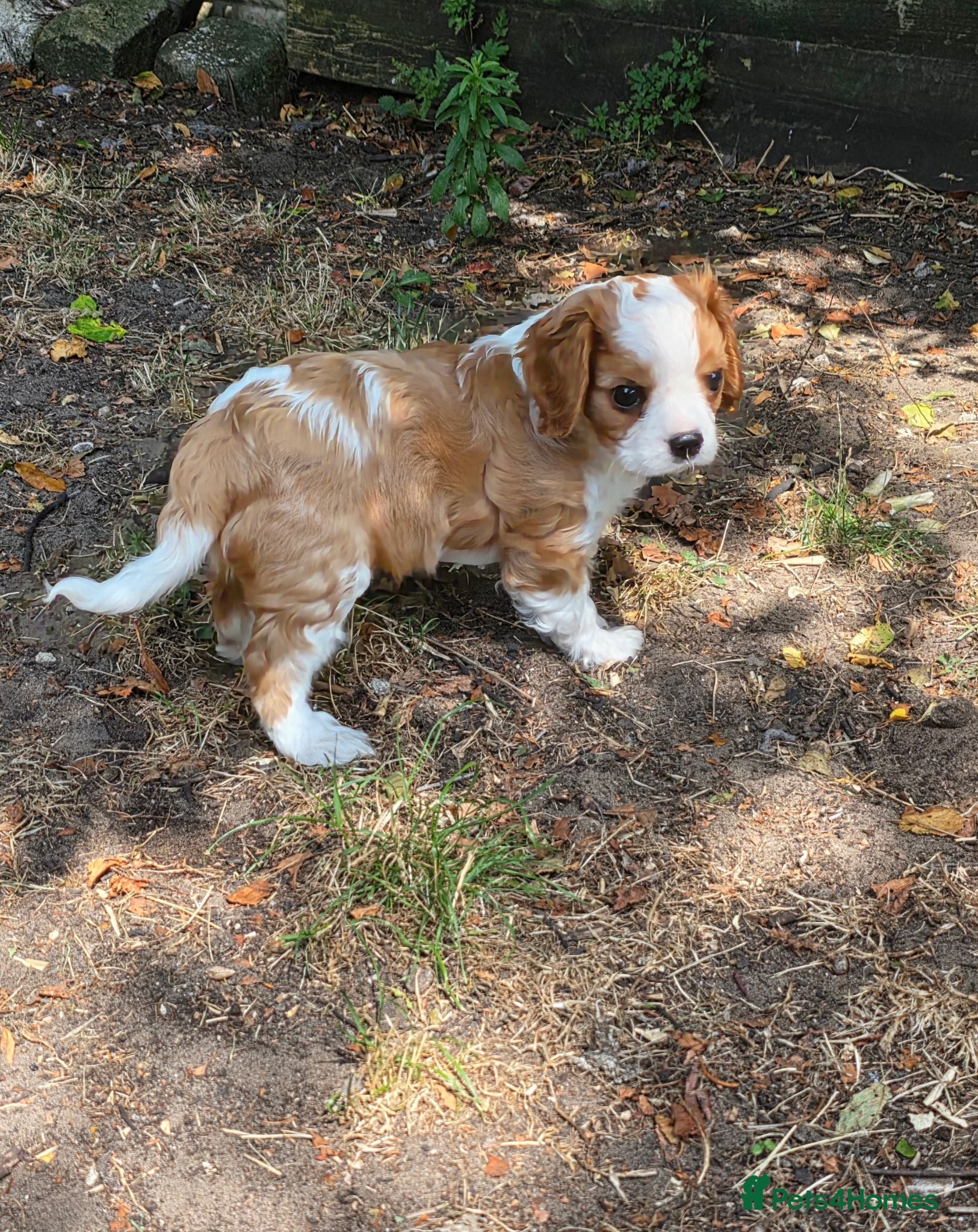 Cavalier King Charles Spaniel dogs Health tested Cavalier King Charles ready now - Advert 2
