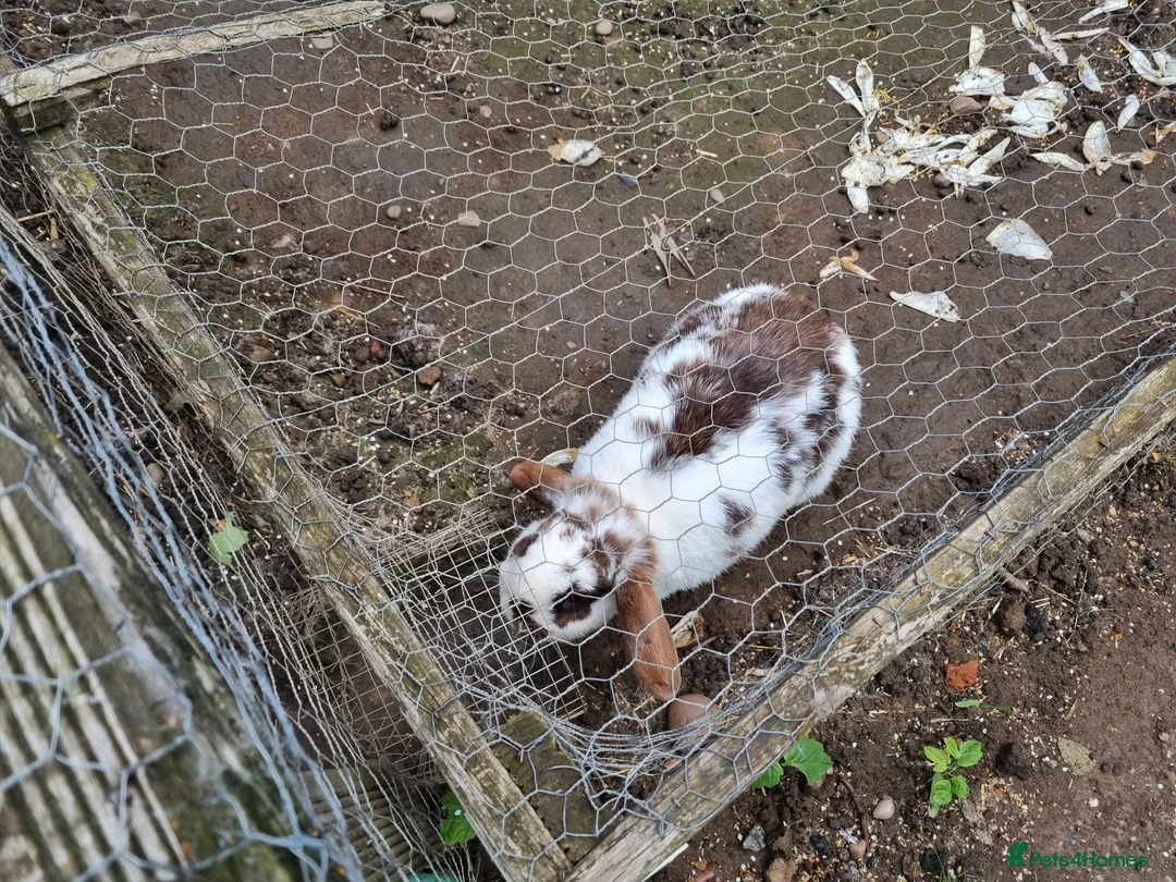 Mixed Breed rabbits for sale: Rabbits To Go To a Good Home in Doncaster - Advert 15