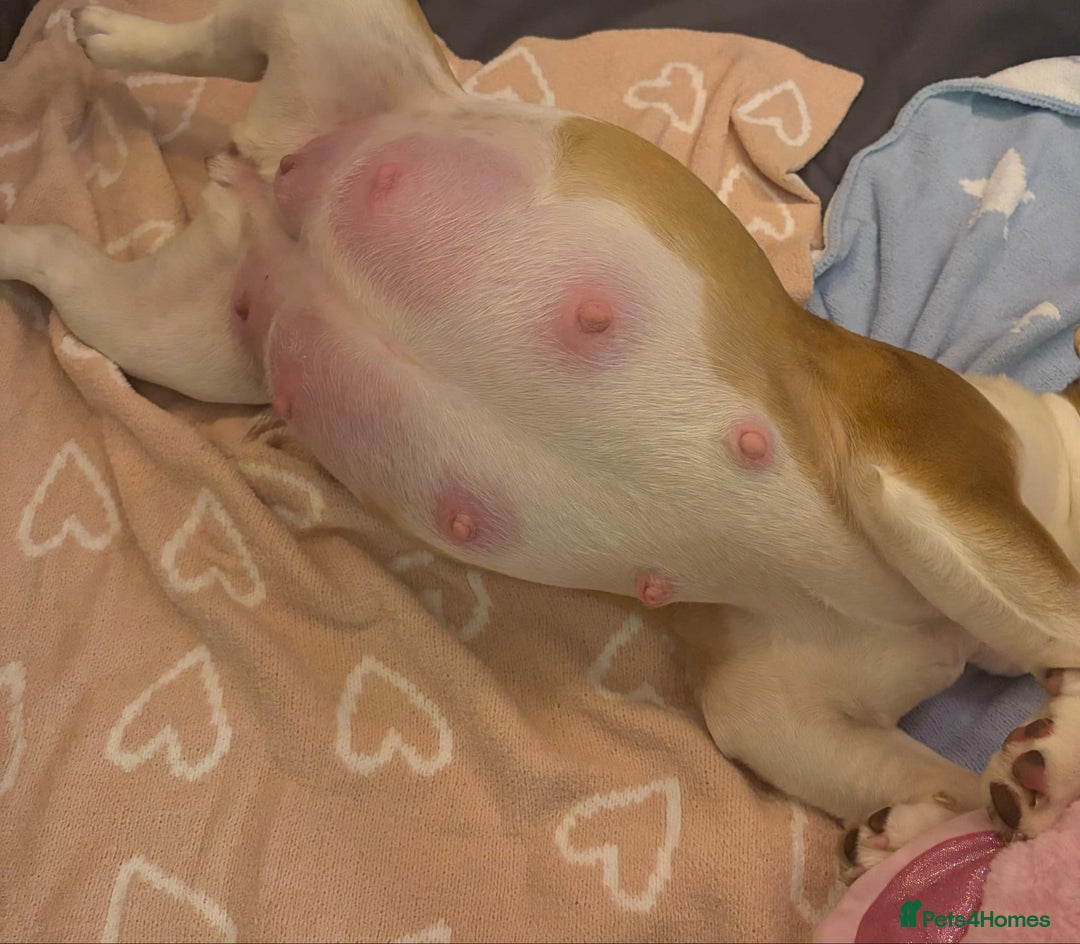 English Bulldog dogs for stud: KC registered chocolate and tan stud  in Birmingham - Advert 9