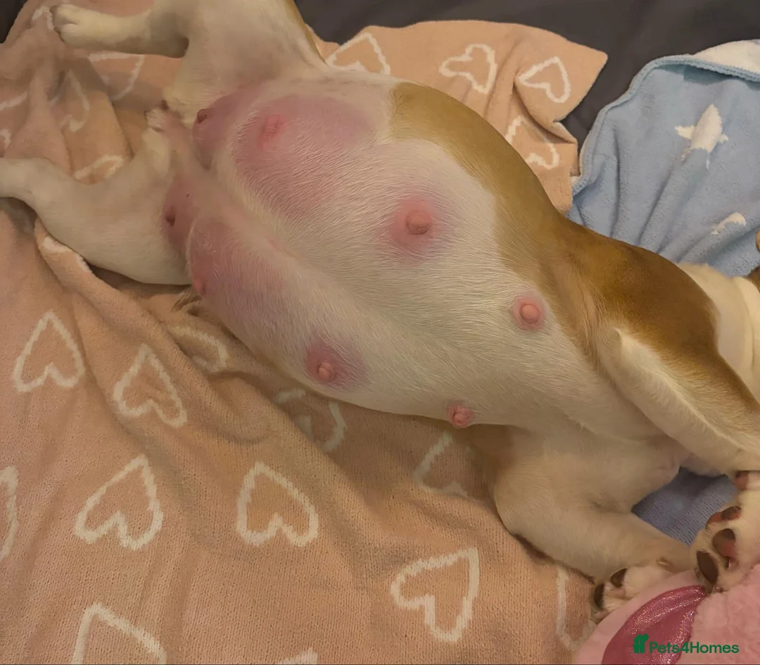 English Bulldog dogs for stud: KC registered chocolate and tan stud  in Birmingham - Advert 9