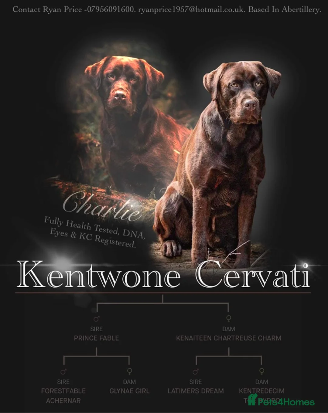 Labrador Retriever dogs for stud: Proven health tested Labrador in Blackwood - Advert 3