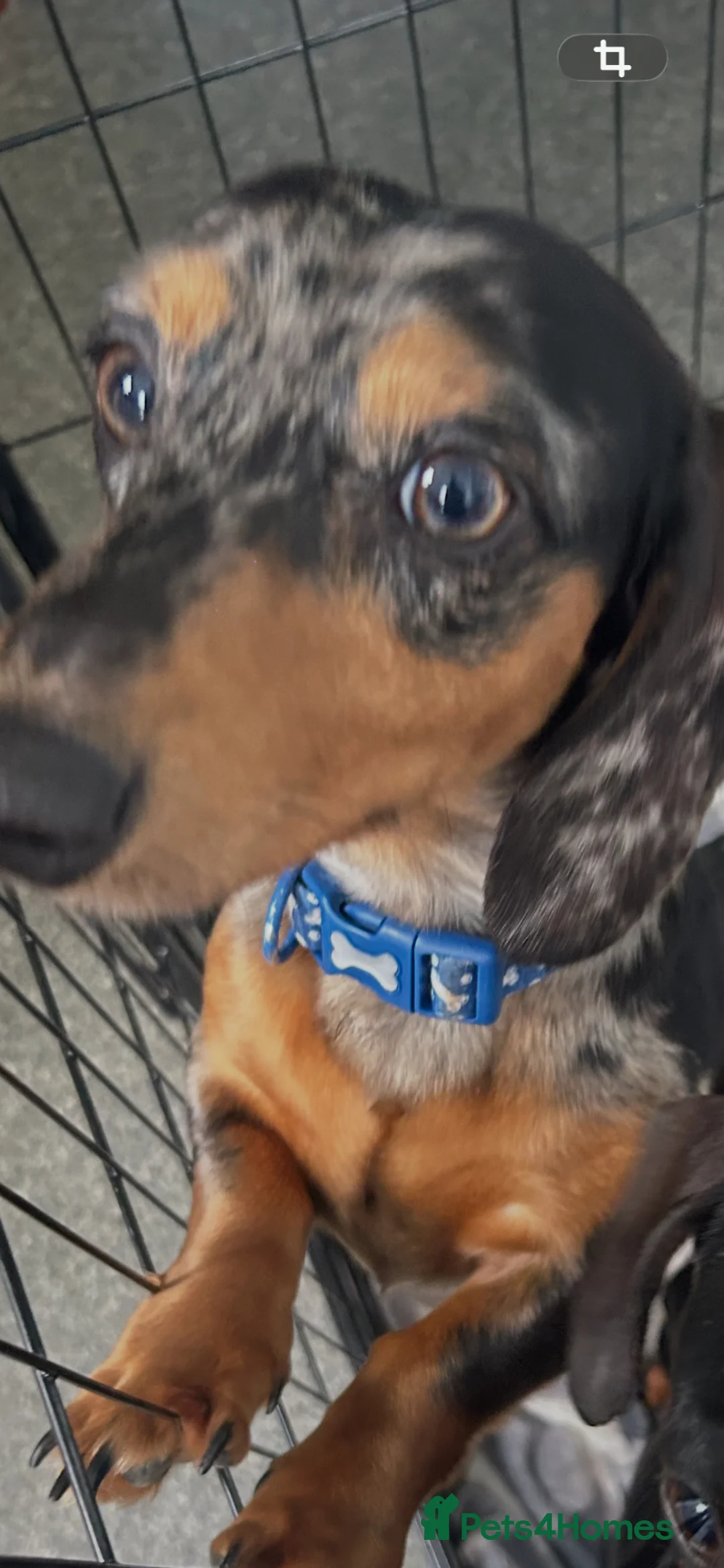 Mixed Breed dogs for sale: Westie x   - Advert 2