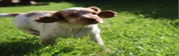 Cocker Spaniel dogs for sale: Kc registered working cockers  - Advert 22