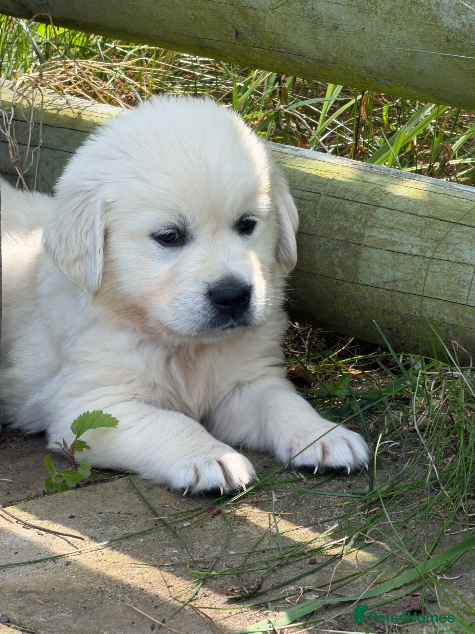 Golden Retriever dogs Stunning Cream, KC reg, health tested Puppies - Advert 2