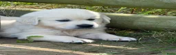 Golden Retriever dogs for sale: KC Cream litter from great health tested parents  - Advert 20