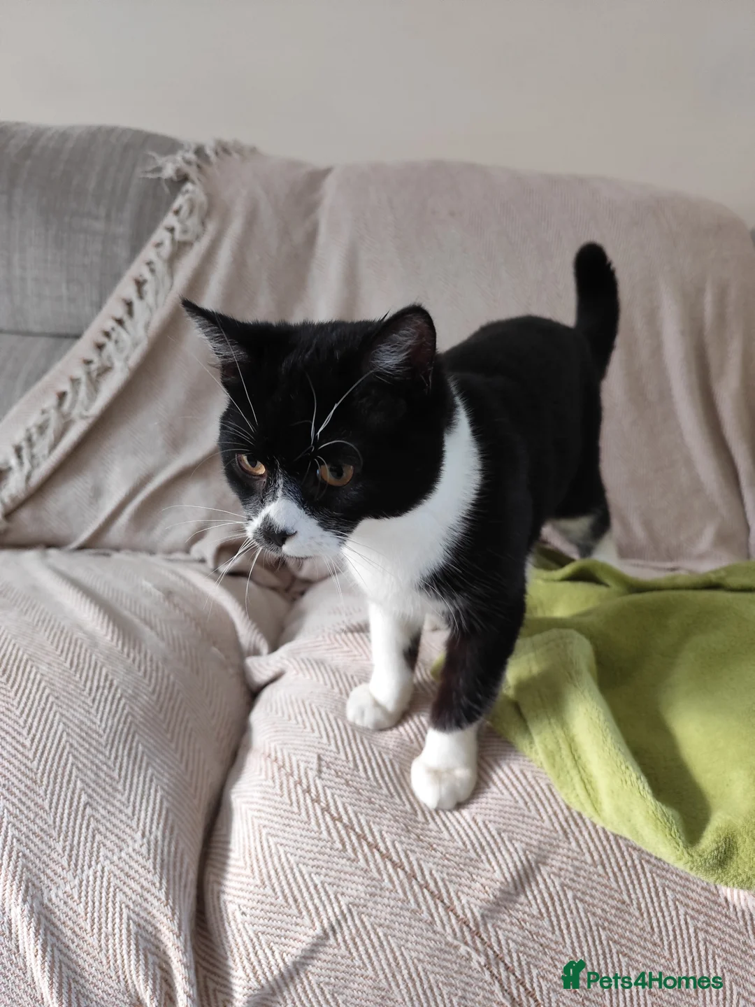 Mixed Breed cats for sale: 6month cat seeks home in Aylesbury - Advert 4