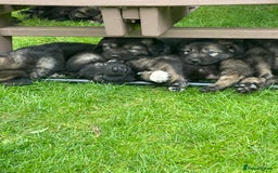 Caucasian Shepherd Dog dogs for sale: Beautiful puppies from huge parents  - Image 2