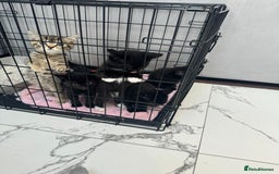 British Shorthair cats for sale: British short hair  - Image 3