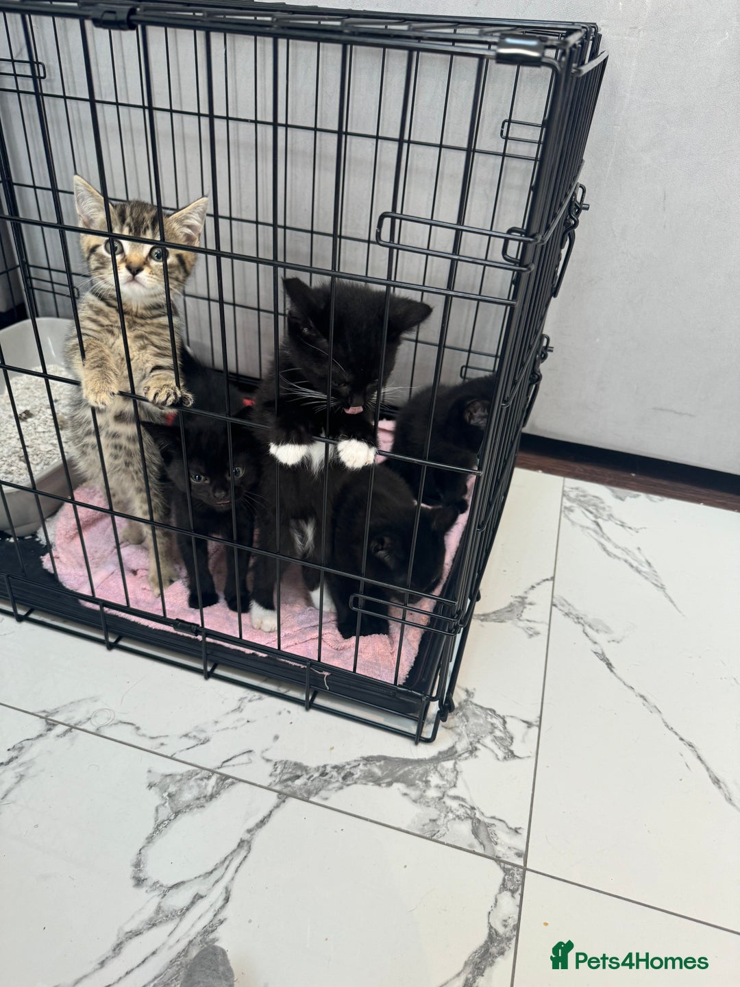 British Shorthair cats for sale: British short hair  - Image 3