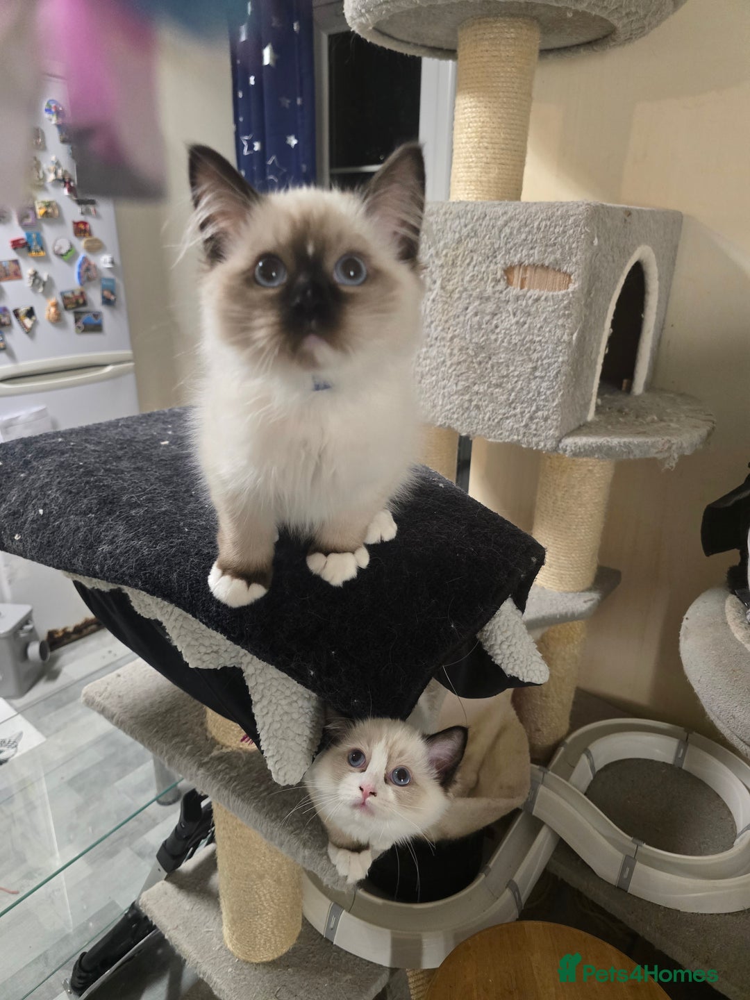 Ragdoll cats for sale: Gccf registered little Queens available 🥰 - Advert 31