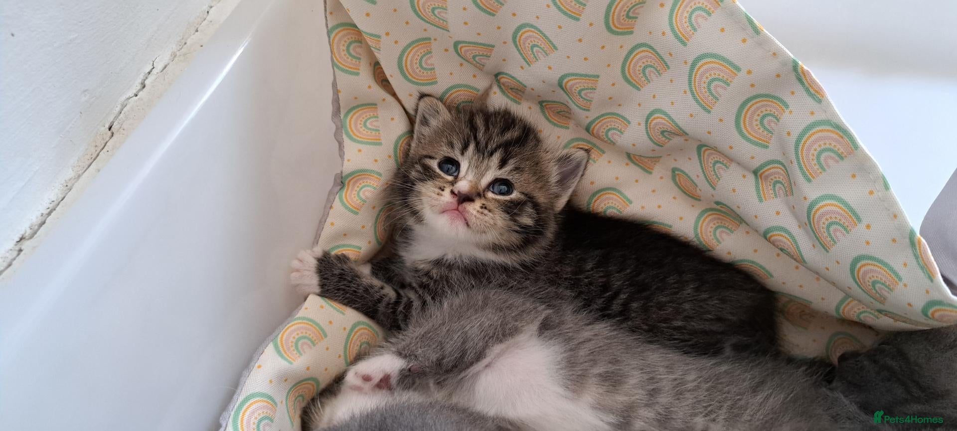 Mixed Breed cats British shorthair cross kittens  - Advert 4