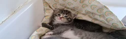 Mixed Breed cats for sale: British shorthair cross kittens  - Advert 3