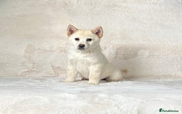Chow Chow dogs for sale: Stunning cream female chowsky puppy for sale  - Image 5