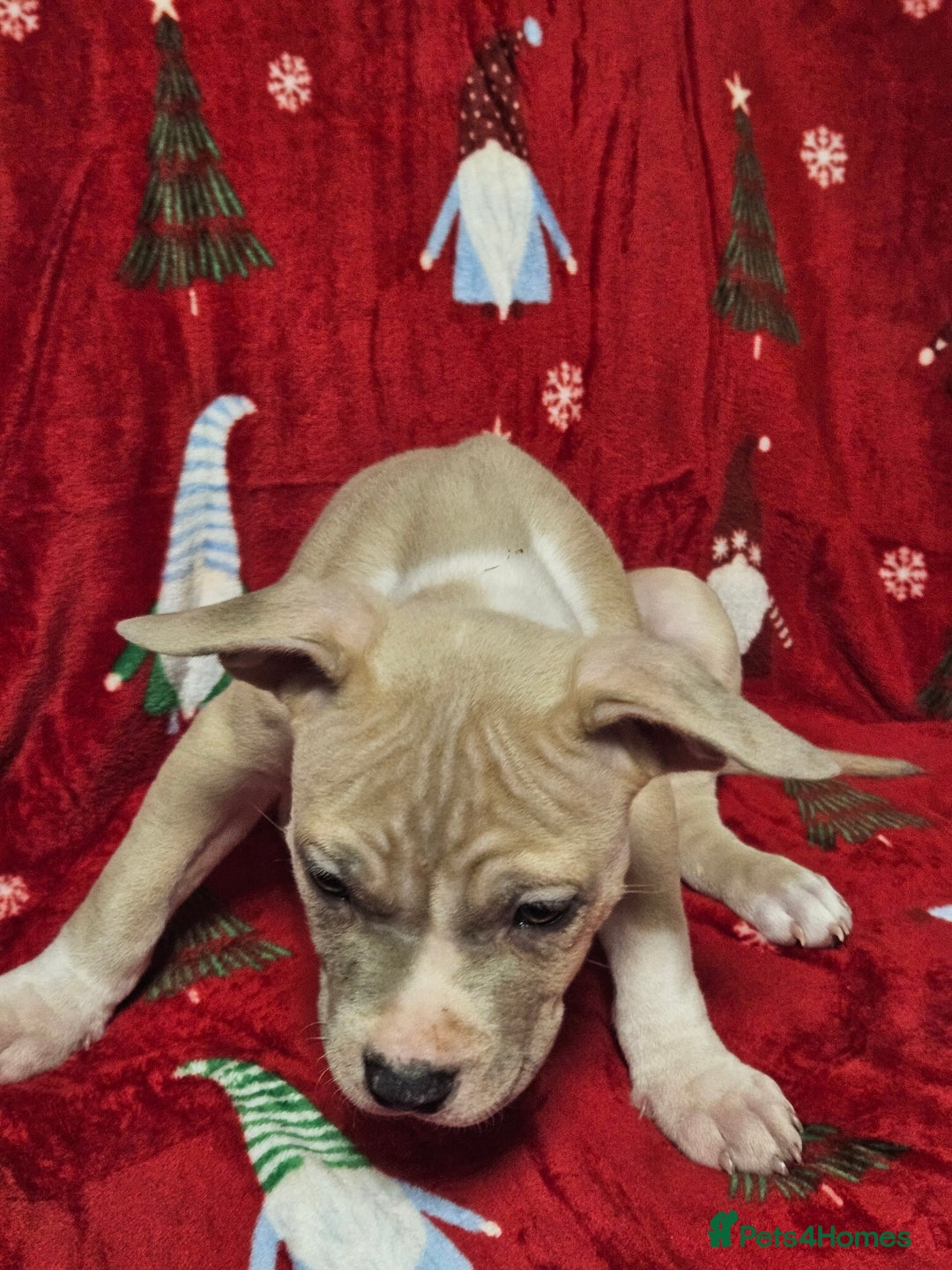 American Bully dogs for sale:  litter of AmericanBully(ABKC)  Standart/Pocket - Advert 9