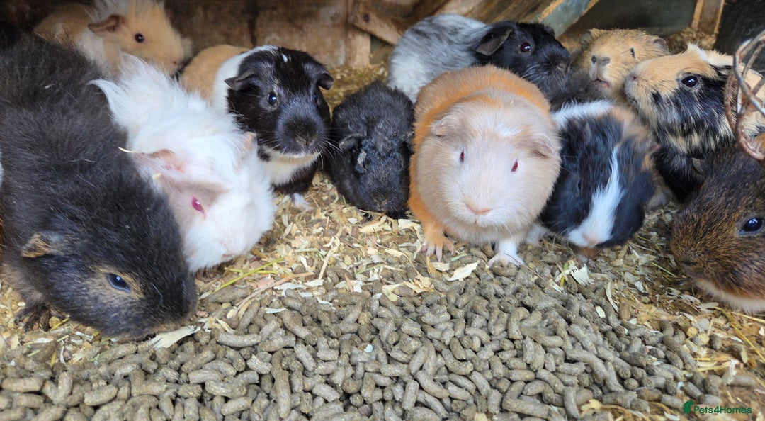 Guinea Pig rodents for sale: Variety of young guinea pigs - Advert 11