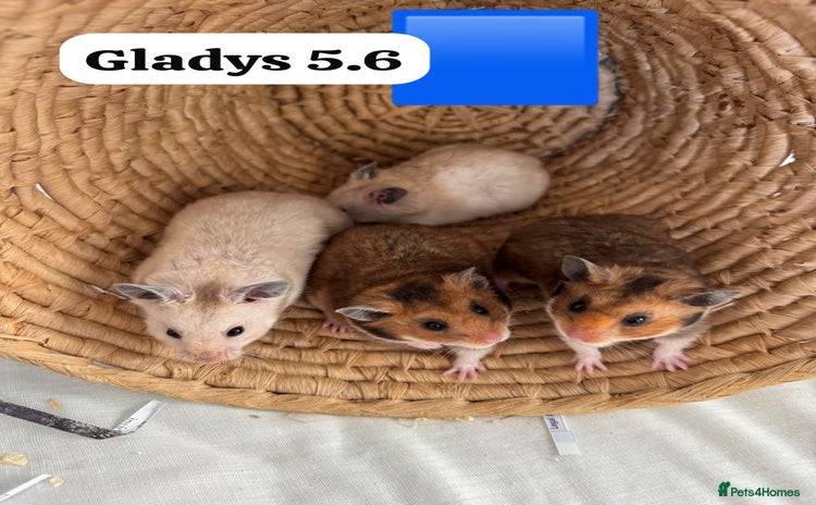 Hamster rodents - Advert 11