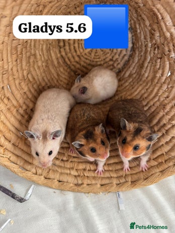 Hamster rodents - Advert 15