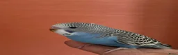 Budgerigars birds for sale:  2 Budgies for Sale  - Advert 6