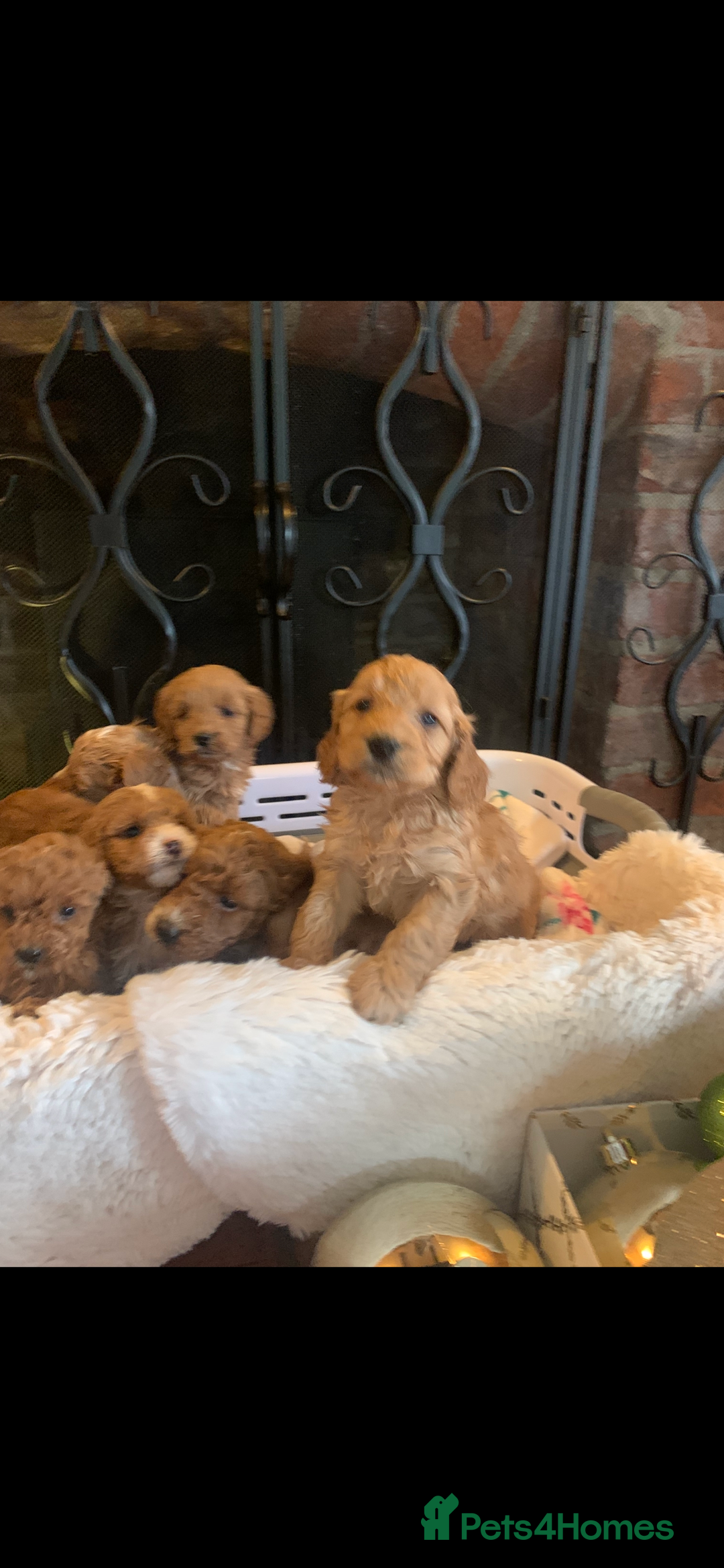 Cockapoo dogs for sale: F1b cockapoo  - Advert 6