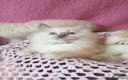 Ragdoll cats for sale: 💖Beautiful GCCF Registered Ragdoll Kittens. - Image 22