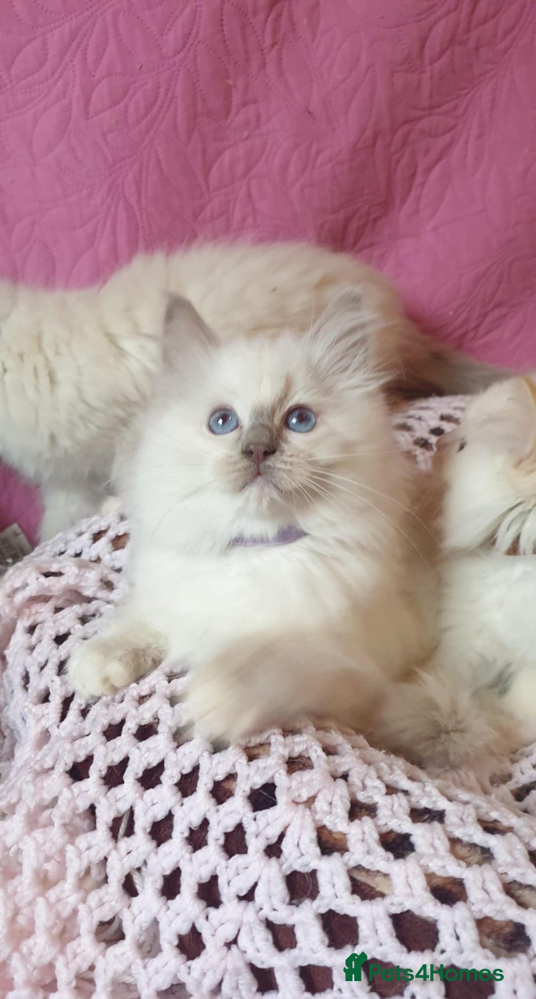 Ragdoll cats for sale: 💖Beautiful GCCF Registered Ragdoll Kittens. - Image 22