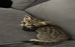 British Shorthair cats for sale: Kittens for sale - Image 7