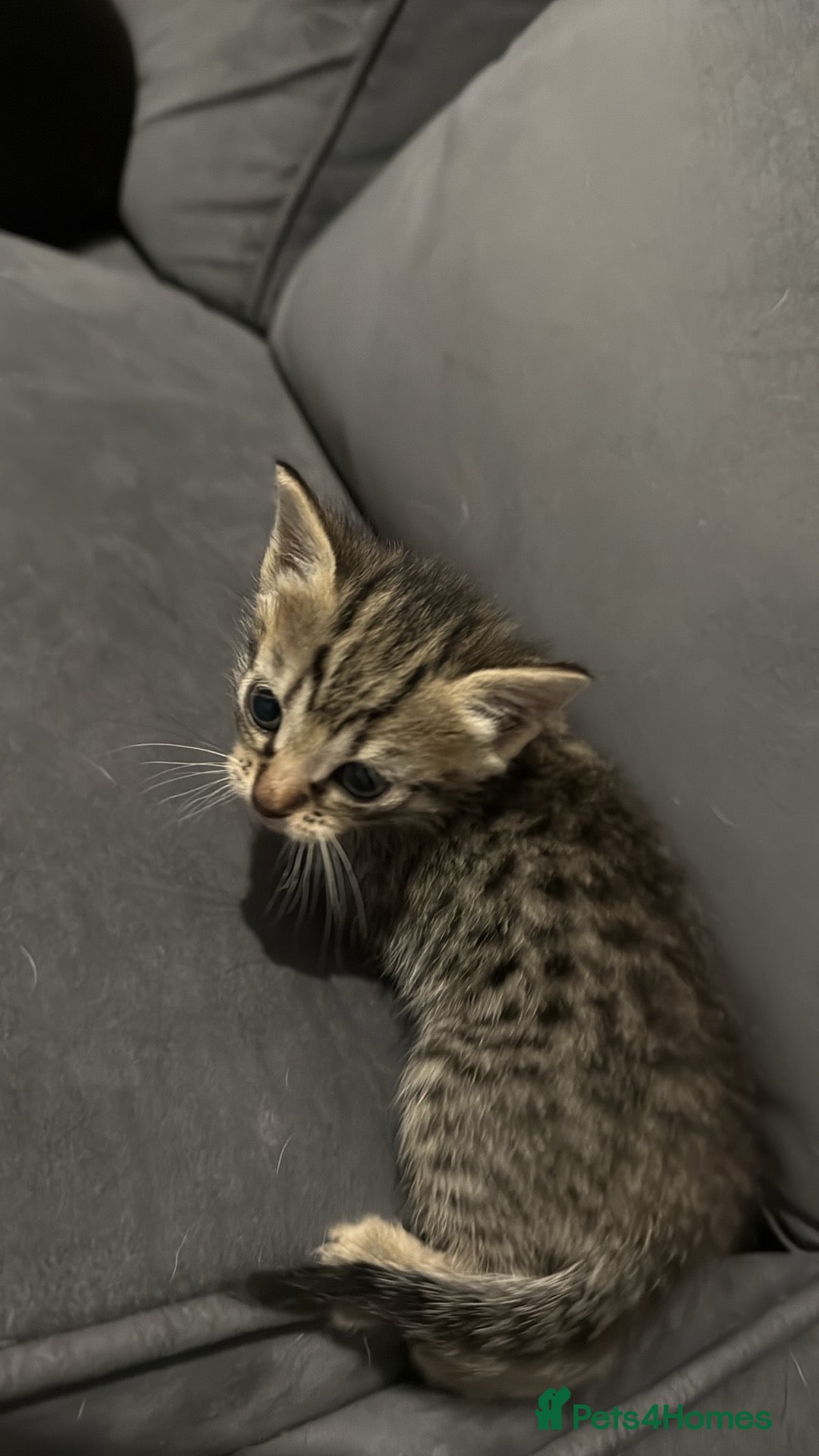 British Shorthair cats for sale: Kittens for sale - Image 7