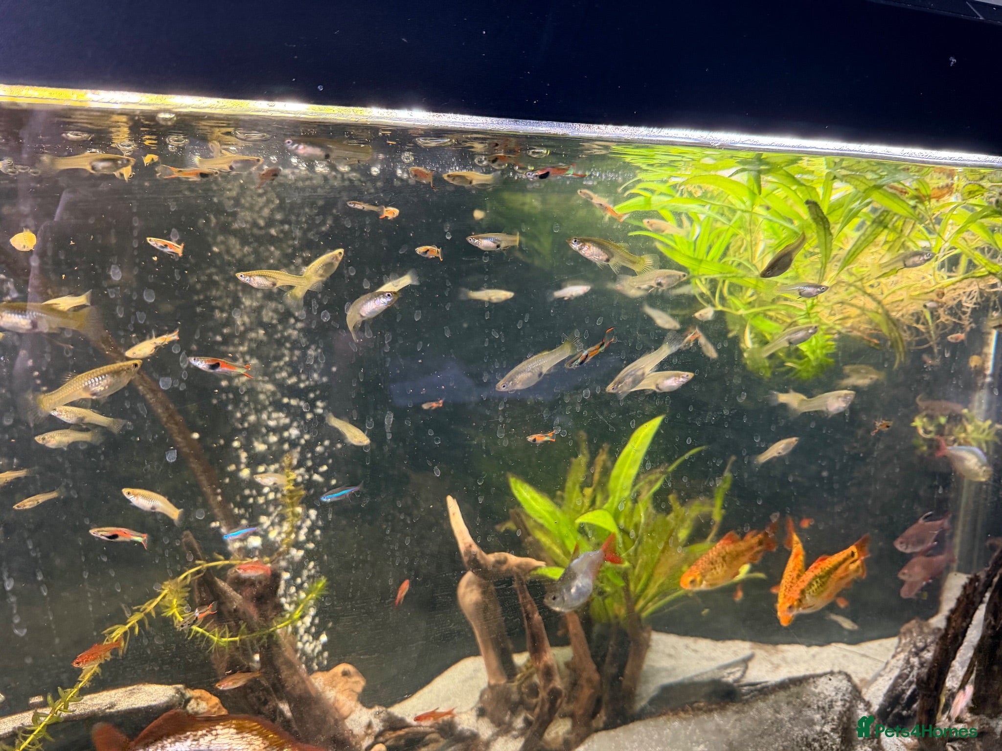 Other/Mixed Breed fish Endler Guppies  - Advert 11