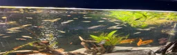Other/Mixed Breed fish for sale: Endler Guppies  - Advert 1