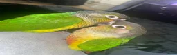 Conures birds for sale: 2 young conures for sale - Advert 5