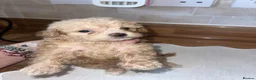 Maltipoo dogs for sale: Tiny toy teddy faced Maltipoo puppies  - Advert 20