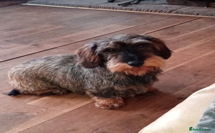 Dachshund dogs - Advert 2