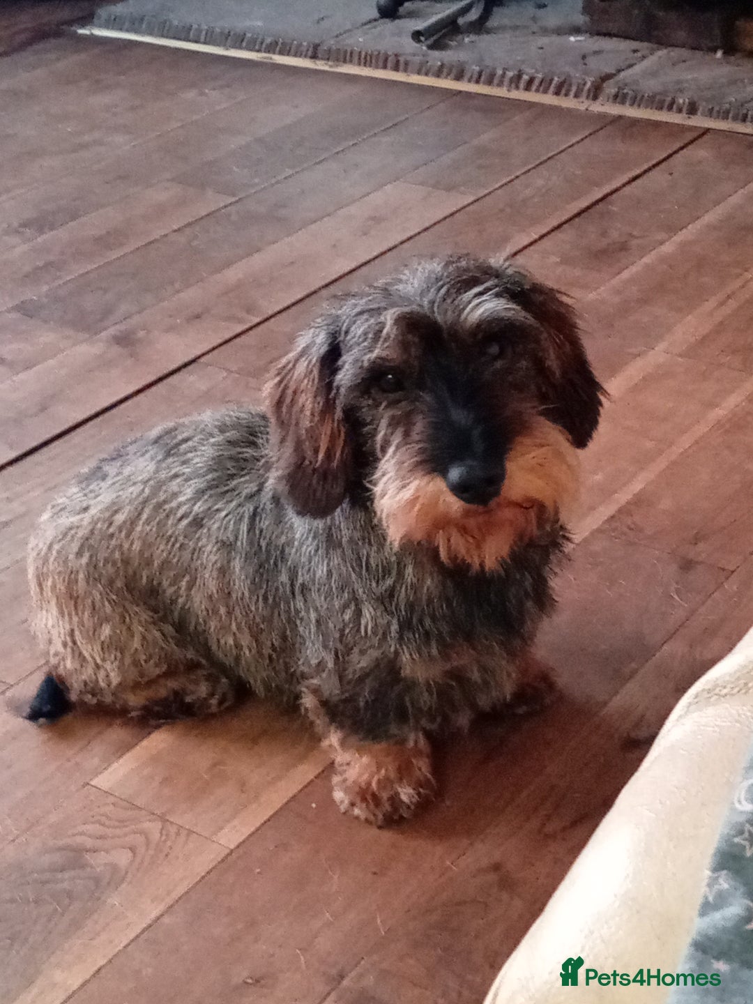Dachshund dogs for sale: Sad sale of Teckel 5 year old girl - Image 1