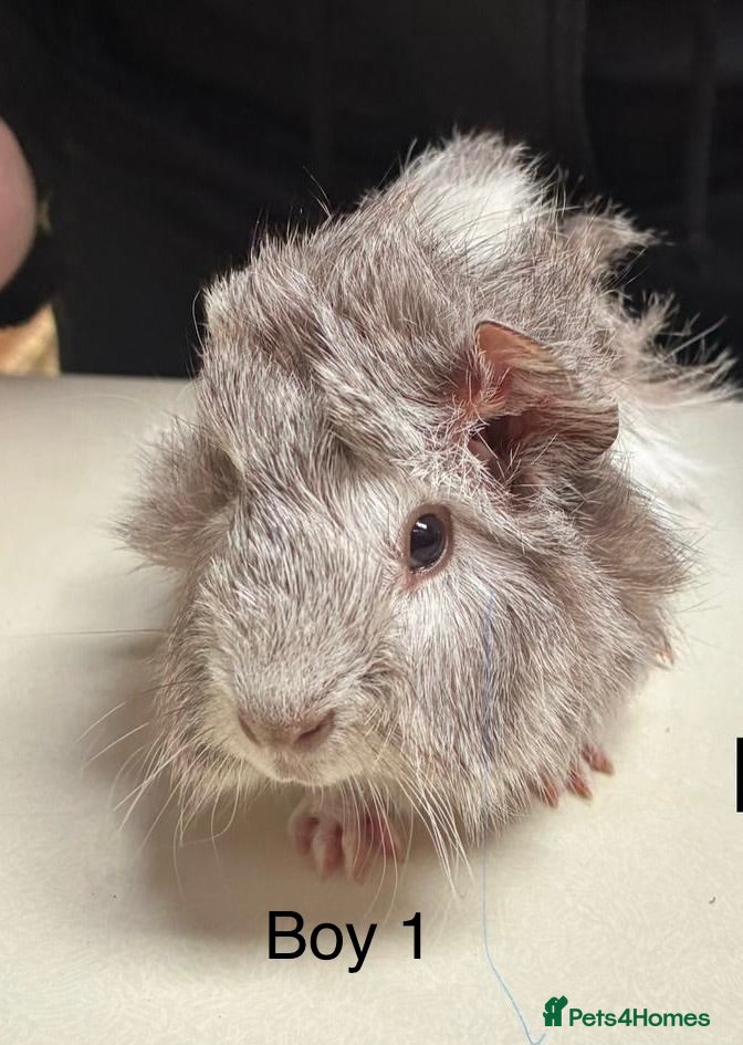 Guinea Pig rodents Lovely baby guinea pigs for sale  - Advert 19