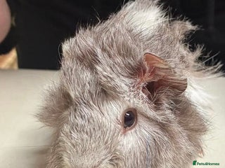 Guinea Pig rodents Lovely baby guinea pigs for sale - Advert 19