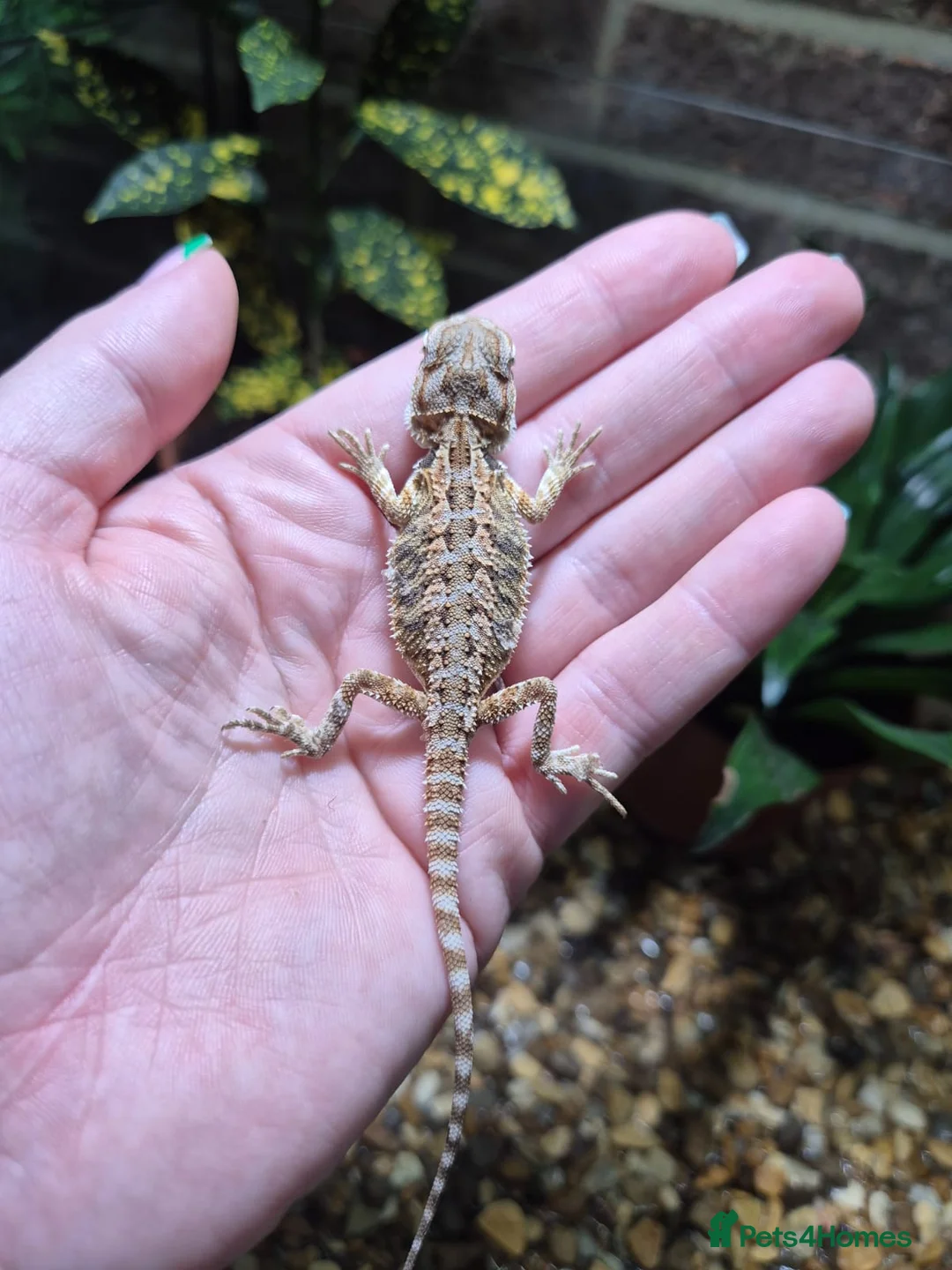 Bearded Dragon reptiles for sale:  Baby bearded dragons - Advert 12