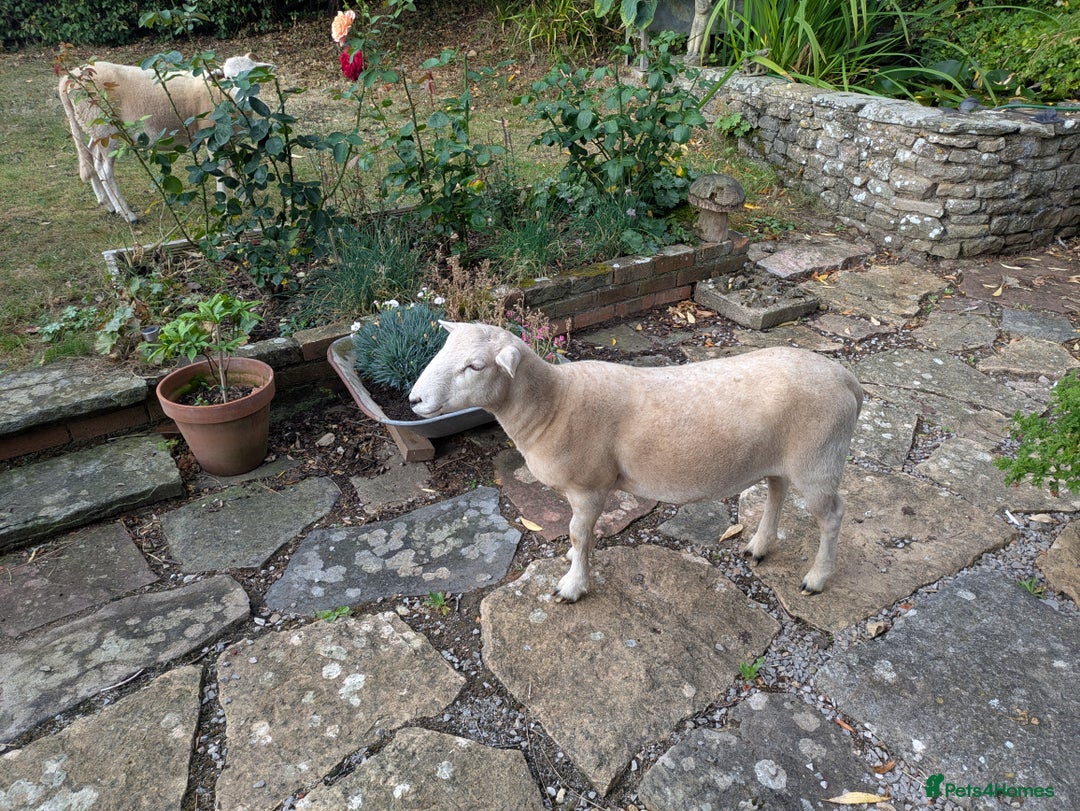 Sheep livestock for sale: Exlana self shredding ram lamb - Image 2