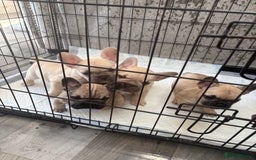 French Bulldog dogs for sale: 4 beautiful ** frenchies  - Image 5
