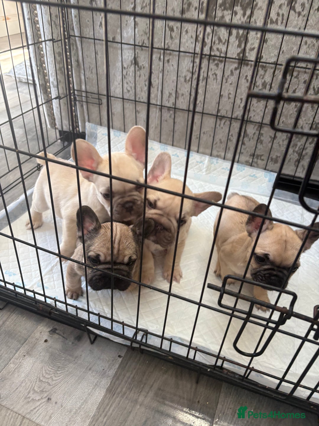 French Bulldog dogs for sale: 4 beautiful ** frenchies  - Image 5